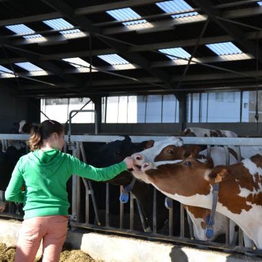 Koe en kinderen