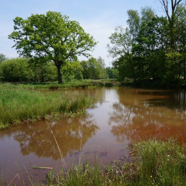 De Vennen Boom