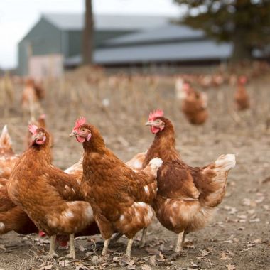 Proefbedrijf Pluimveehouderij