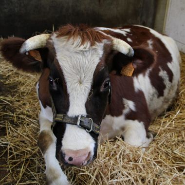 Vrij bezoek aan de Kinderboerderij