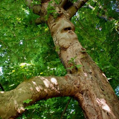 Bomen uit verre streken