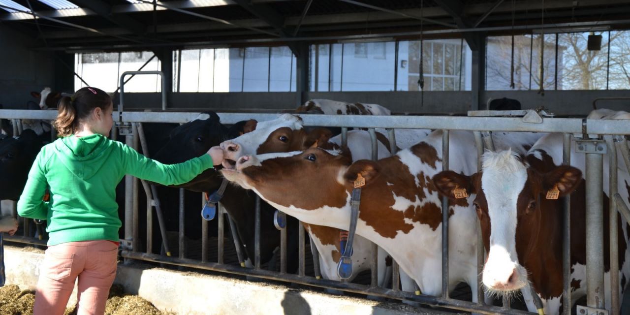 Koe en kinderen