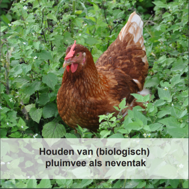 Biologische kip