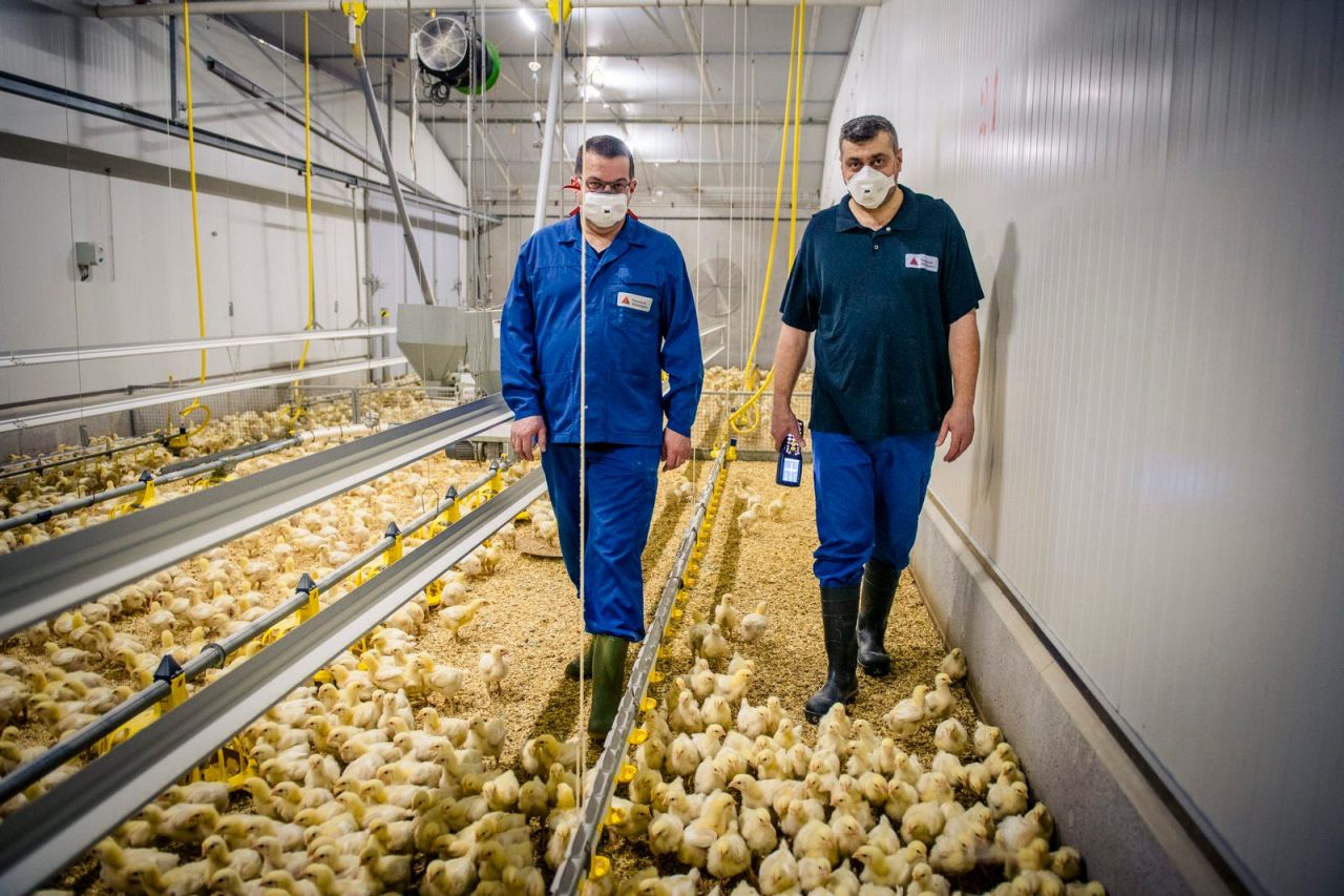 Aan het werk in de pluimveestal