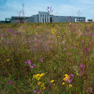 Biodiversiteit op een bedrijventerrein in Lommel