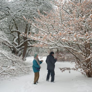 Drie bezoekers staan rond een Hamamelis in bloei in een ondergesneeuwde tuin, winter in Arboretum Kalmthout.