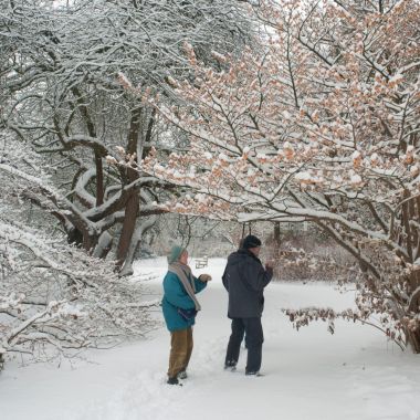 Drie bezoekers staan rond een Hamamelis in bloei in een ondergesneeuwde tuin, winter in Arboretum Kalmthout.