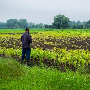 Landbouwer in de vallei van de Aa staat bij maisveld met waterschade.