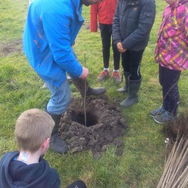 Bomen planten