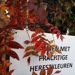 Aankondiging voor planten met prachtige herfstkleuren in het plantencentrum van Arboretum Kalmthout, bord bevestigd aan planten in pot met rode bladkleur.