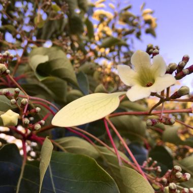 Close-up van de bloemenschermen aan de Emmenopterys henryi in Arboretum Kalmthout. Er zijn nog maar enkele knopjes open, witte bloemkelken, bladerdek met roodgekleurde stengels.