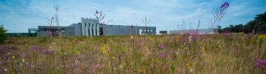 Biodiversiteit op een bedrijventerrein in Lommel