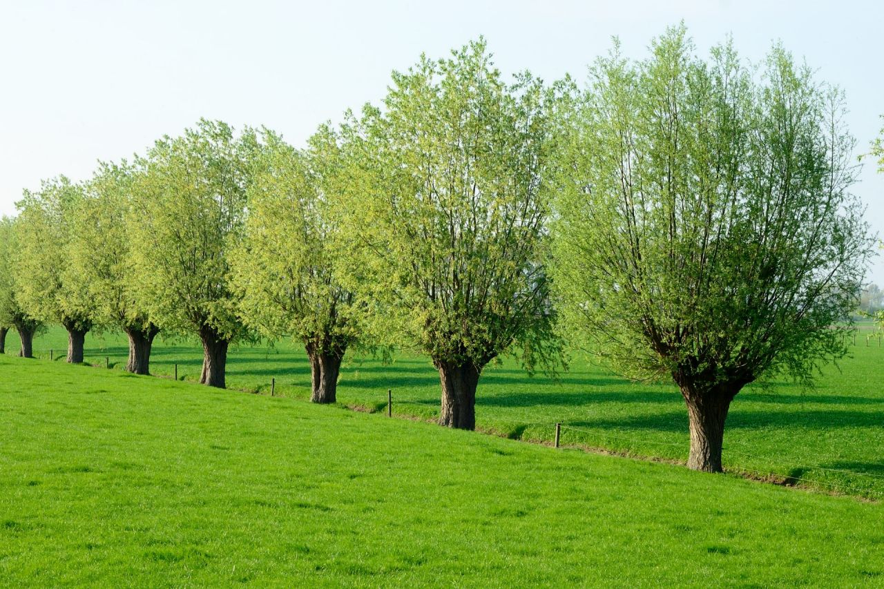 rij met knotwilgen rond landbouwperceel